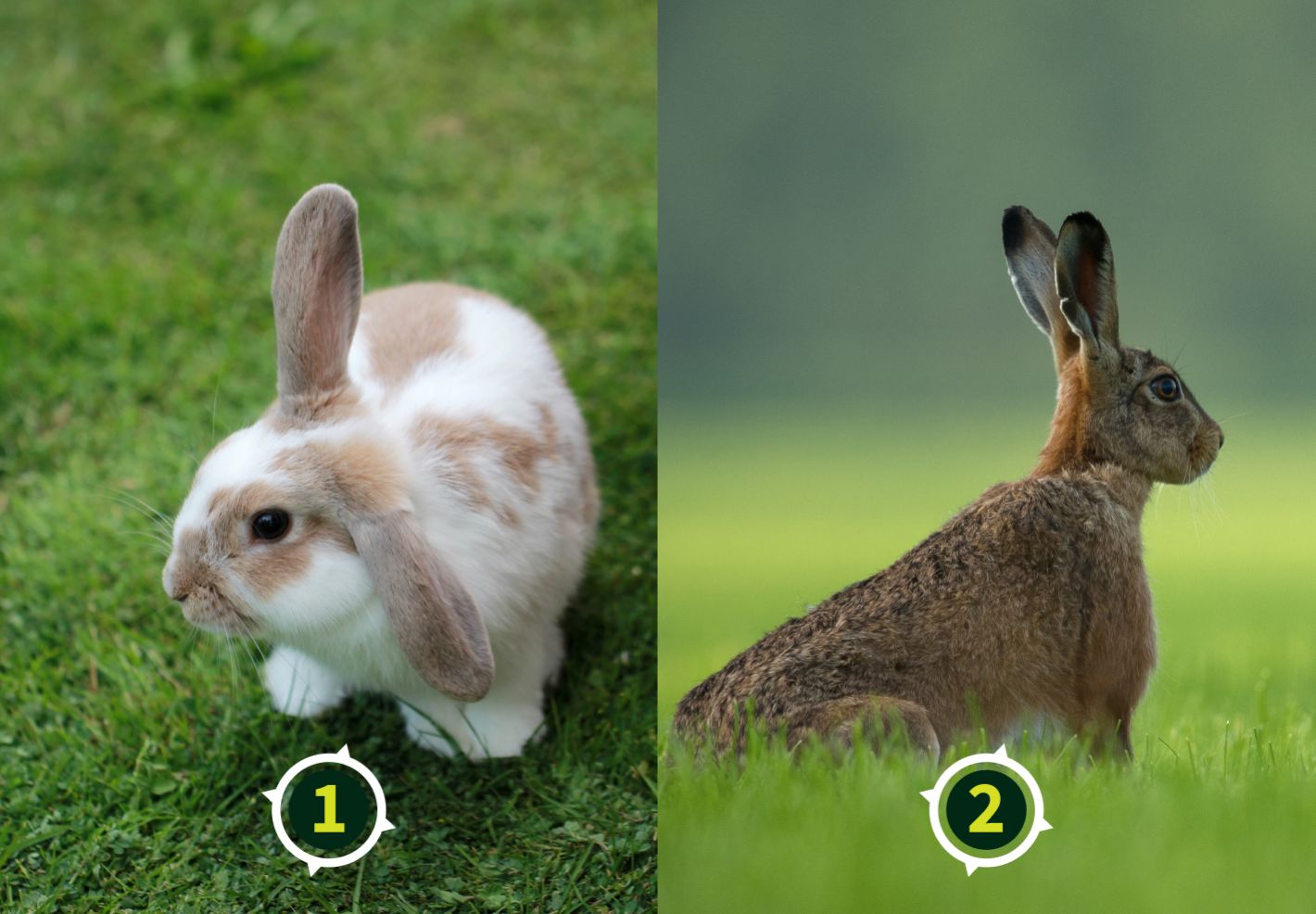 Ressemblances et differences : reconnais les animaux en  ... - Image 1