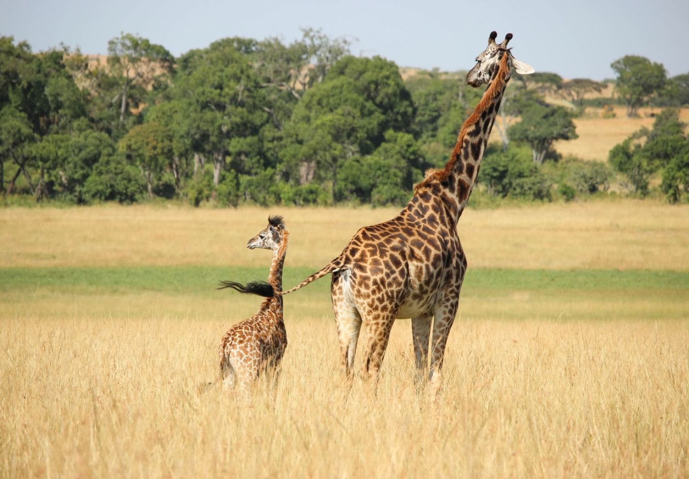 Ou vivent les animaux ?  - Image 2