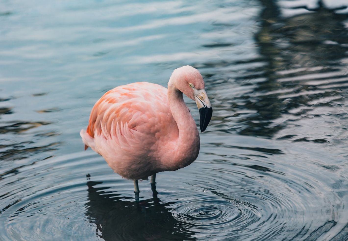 Ou vivent les animaux ?  - Image 2