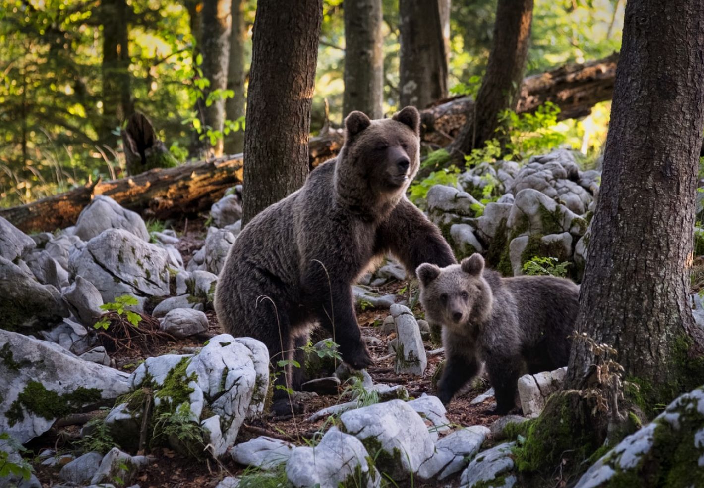 Ou vivent les animaux ?  - Image 2