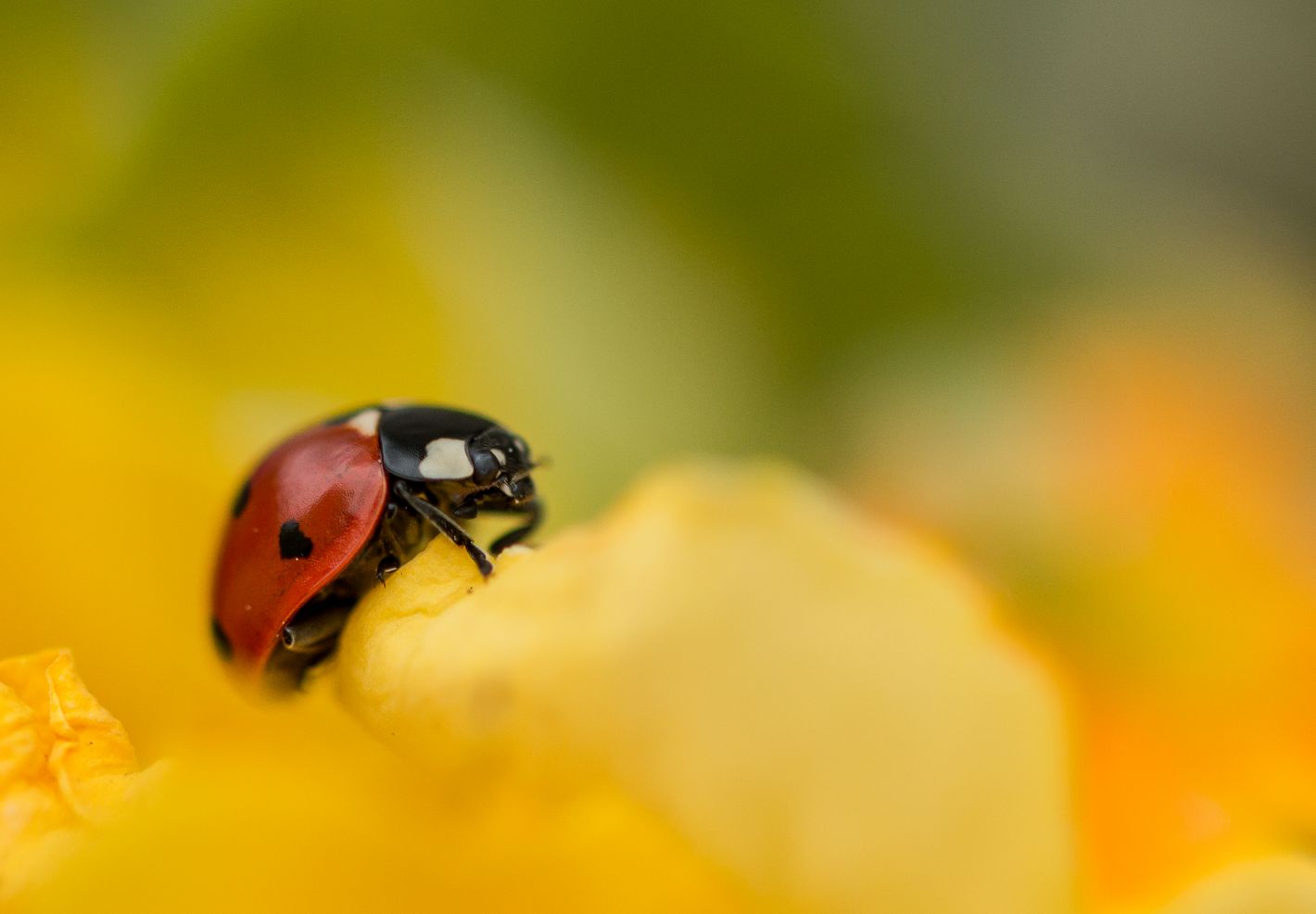 Decouvre les animaux du jardin - Image 2