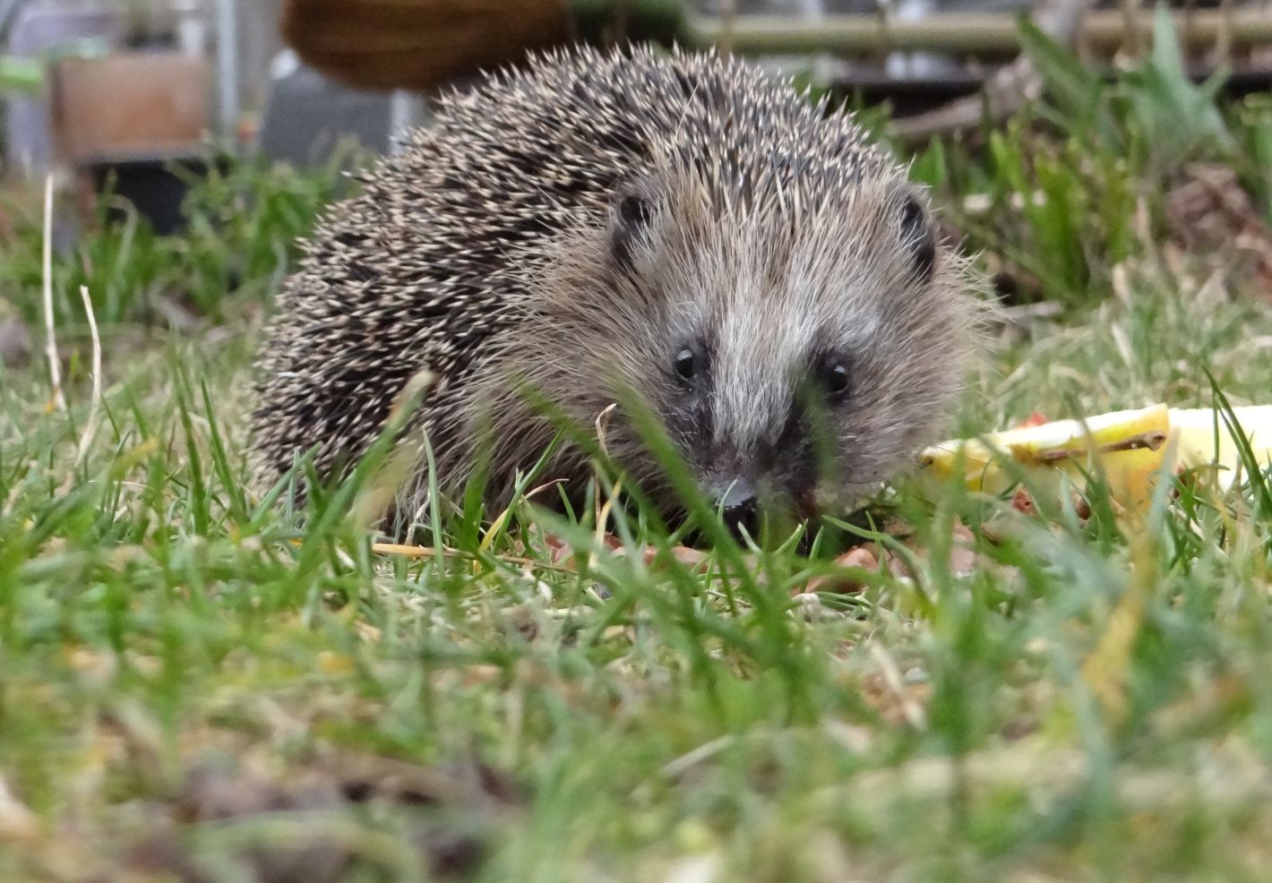 Decouvre les animaux du jardin - Image 2