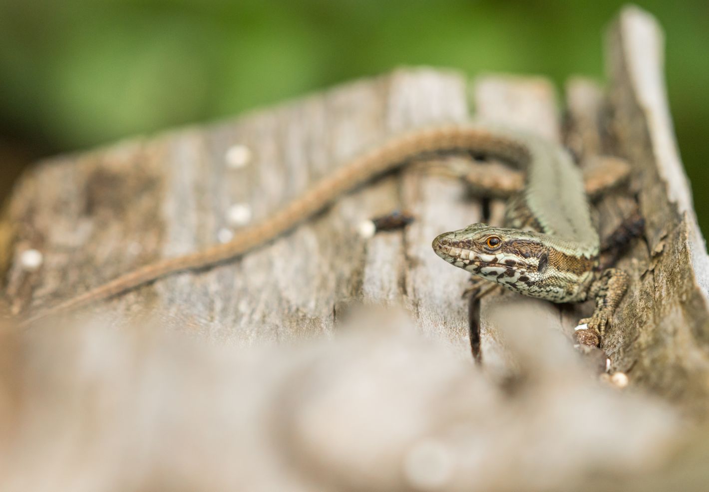 Decouvre les animaux du jardin - Image 2