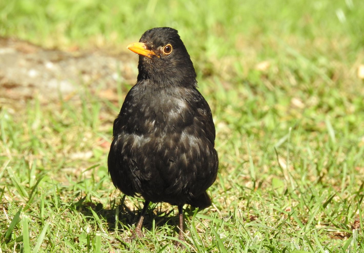 Les animaux du jardin - Image 2