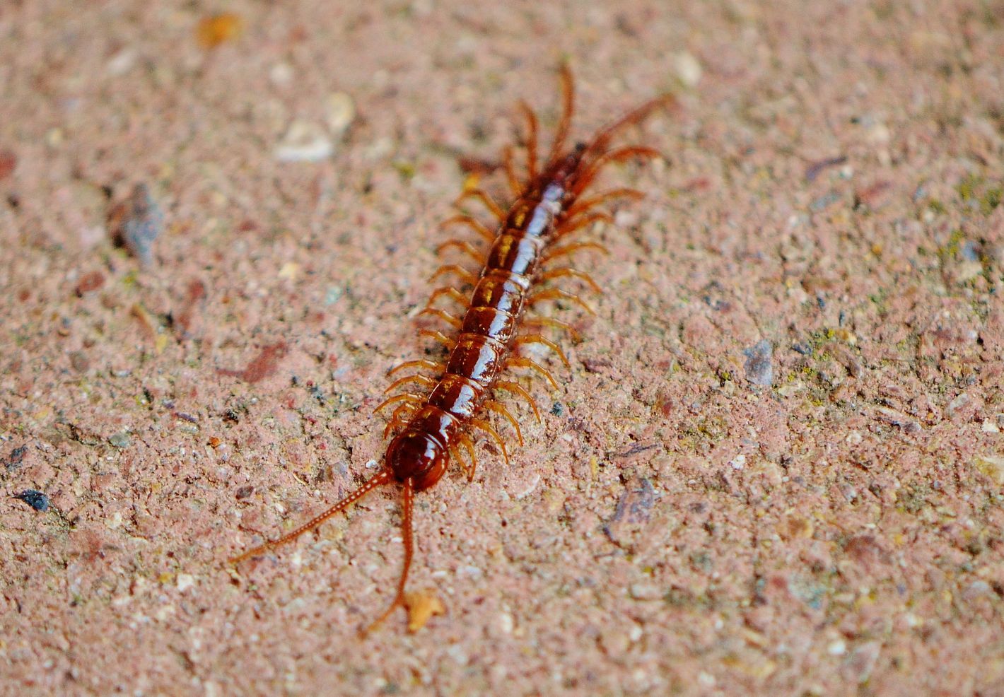 Découvre les animaux du jardin - Le mille-pattes