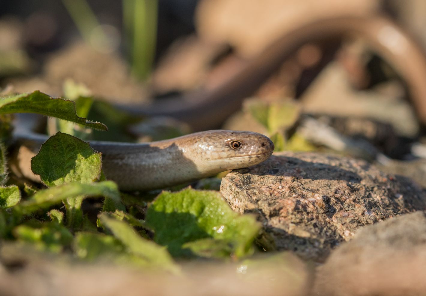 Decouvre les animaux du jardin - Image 2