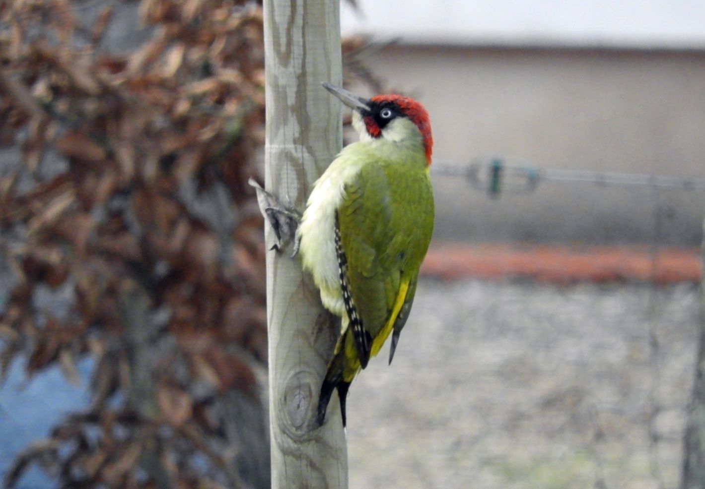 Les animaux du jardin - Image 2