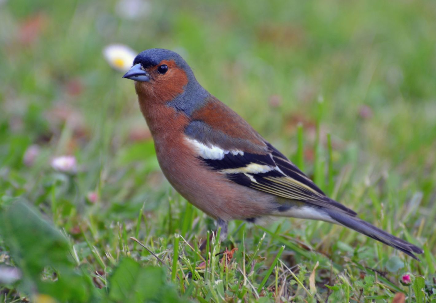 Les animaux du jardin - Image 2