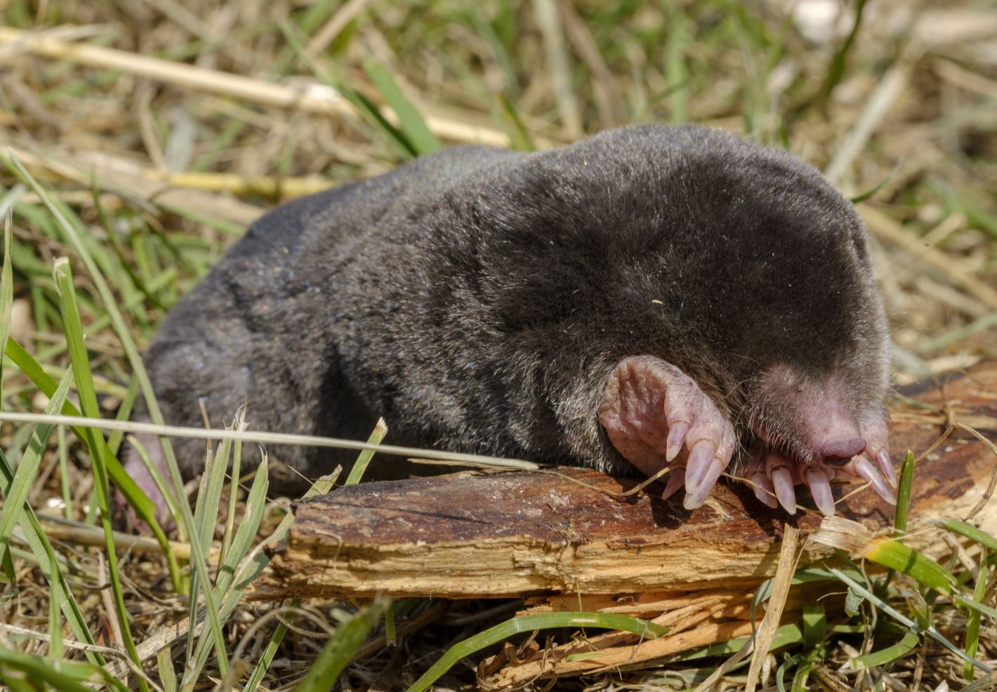 Découvre les animaux du jardin avec Anigaïdo - La taupe