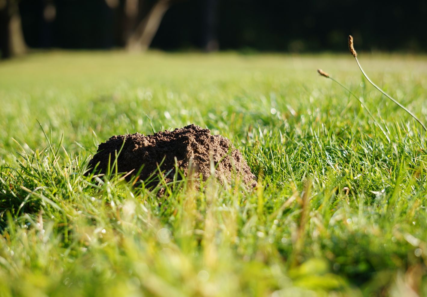 Découvre les animaux du jardin avec Anigaïdo