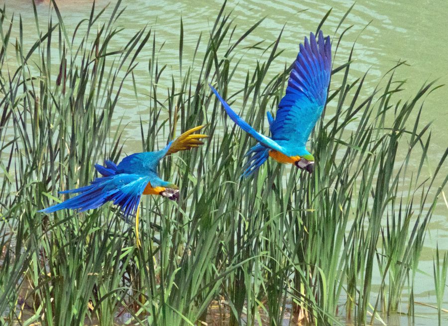 Photo de deux aras bleus en vol par Pierre-François BOUCHER