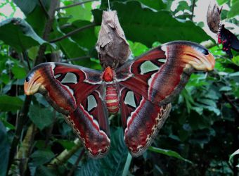 Photo d'un papillon atlas par Schreib-Engel, Pixabay, CC0