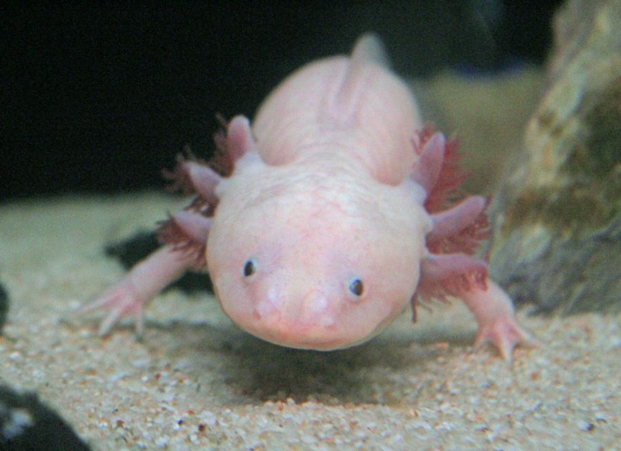 Photo d'un axolotl juvénile par Pierre-François BOUCHER
