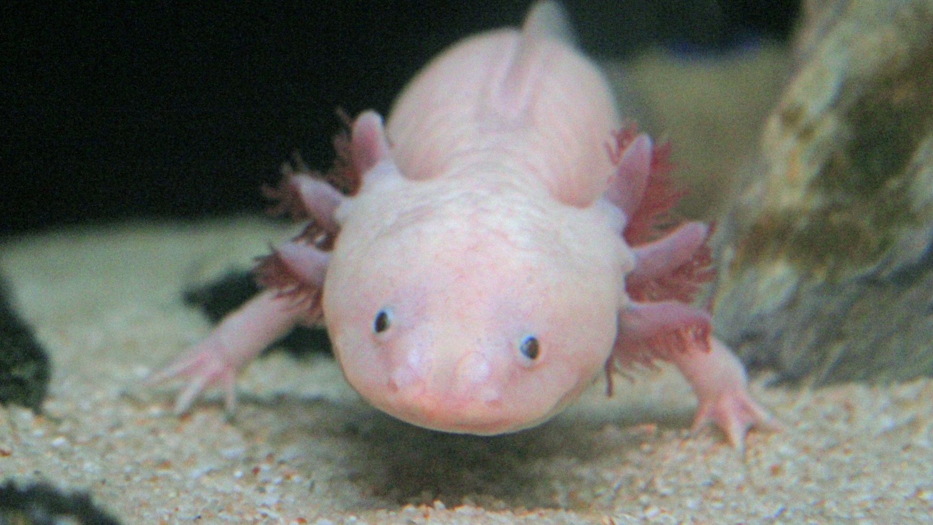 Axolotl : taille, description, biotope, habitat, reproduction