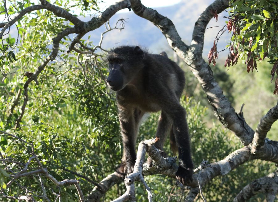 Photo d'un babouin Chacma par Florent PUCHOT