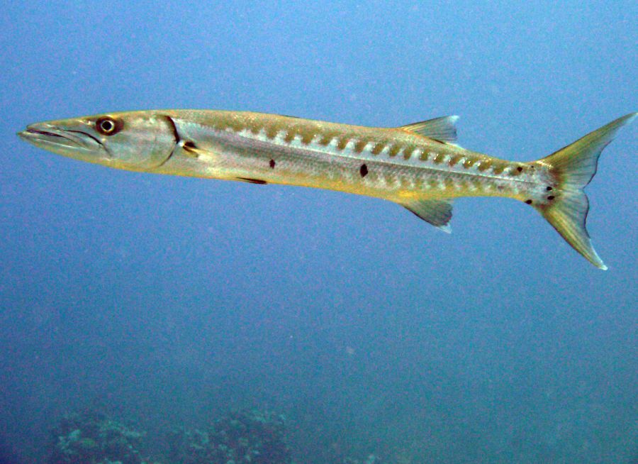 Photo d'un grand barracuda par macg, Pixabay, CC0