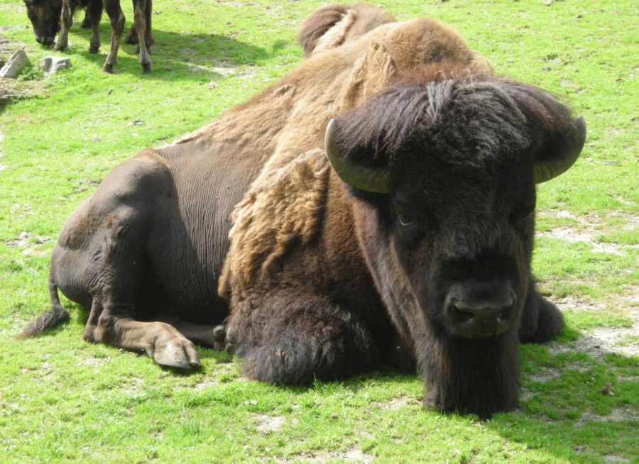 Photo d'un bison d'Amérique du Nord par Julien PIERRE