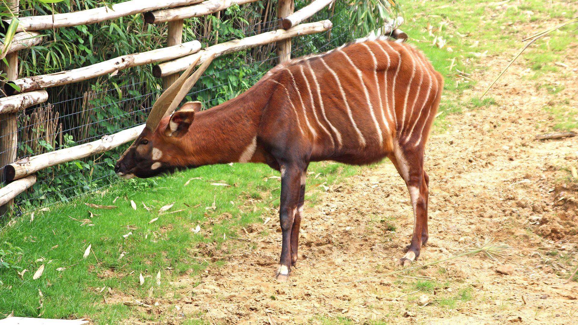 bongo animal