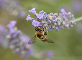 Photo d'une abeille européenne, ou abeille mellifère, sur une fleur, par Thomas PIERRE