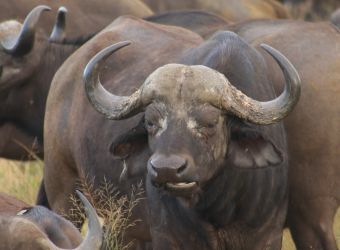 Photo d'un buffle d'Afrique par Florent PUCHOT