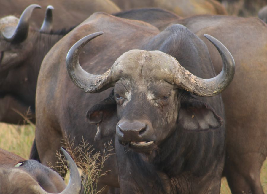 Photo d'un buffle d'Afrique par Florent PUCHOT