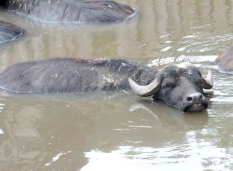 Photo de buffles d'Asie dans une rivière par Thomas PIERRE