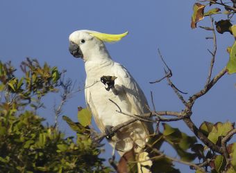 Photo d'un grand cacatoès à huppe jaune par EVAALAINA, Pixabay, CC0