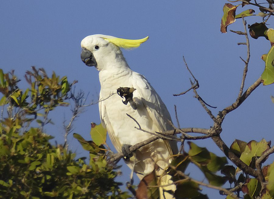 Photo d'un grand cacatoès à huppe jaune par EVAALAINA, Pixabay, CC0