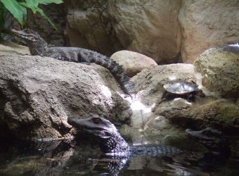 Photo de deux caïmans nains de Cuvier et une tortue par Julien PIERRE