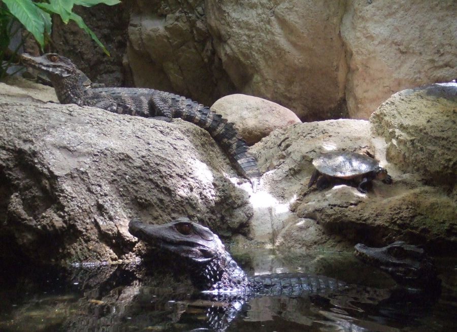 Photo de deux caïmans nains de Cuvier et une tortue par Julien PIERRE