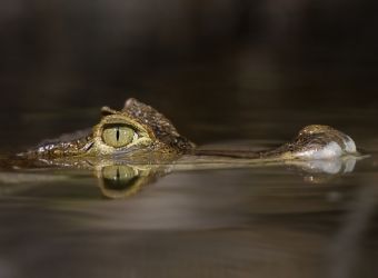 Photo d'un caïman Yacaré par Thomas PIERRE