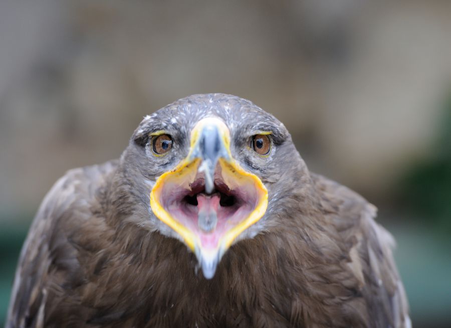 Photo d'un aigle royal de face avec le bec ouvert, par Thomas PIERRE