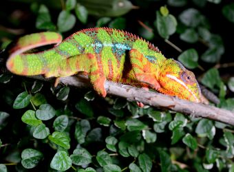 Photo d'un caméléon panthère sur sa branche par Thomas PIERRE