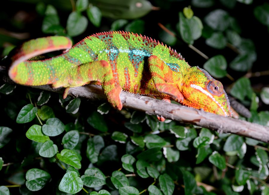 Photo d'un caméléon panthère sur sa branche par Thomas PIERRE