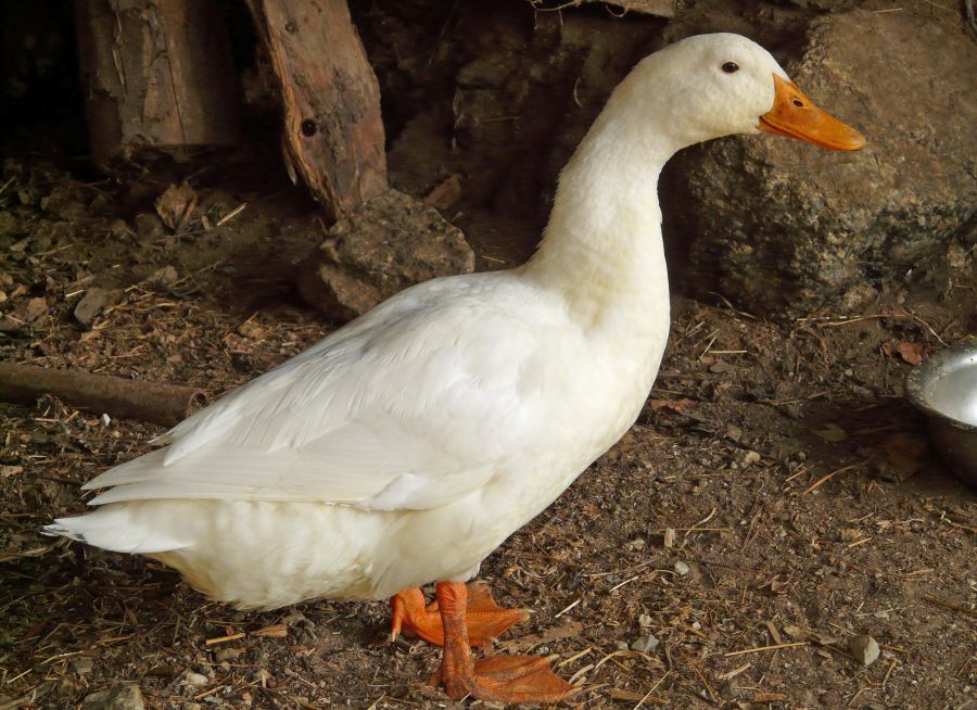 Photo d'un canard de Pékin par Hans, Pixabay, CC0