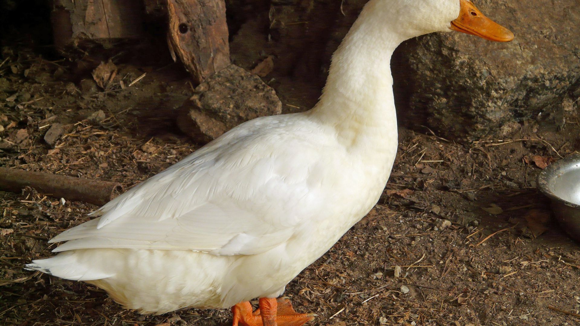 Canard : taille, description, biotope, habitat, reproduction