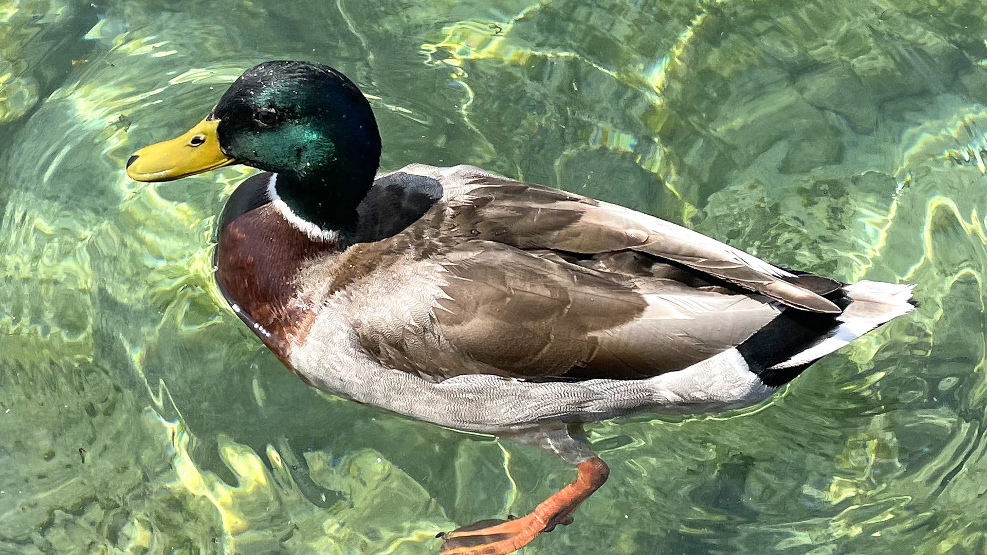 Canard colvert : taille, description, biotope, habitat, reproduction