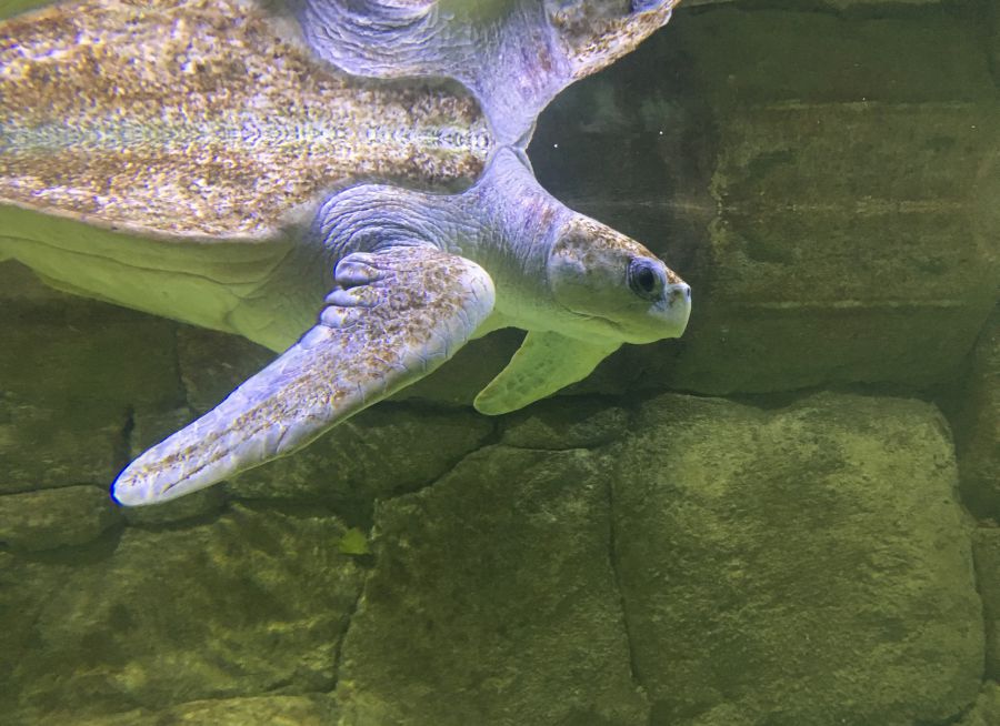 Photo d'une tortue Caouanne par Julien PIERRE