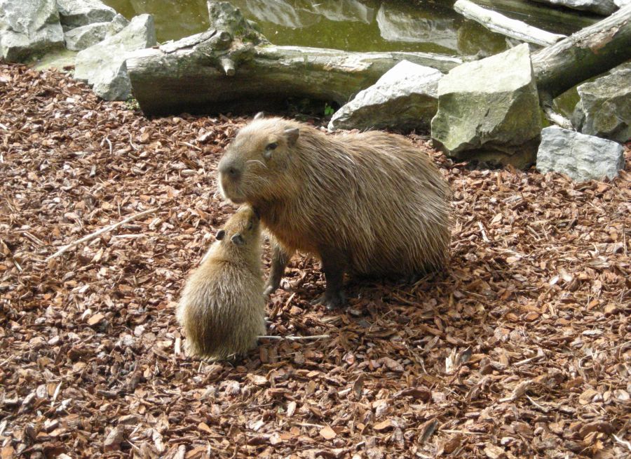 Photo d'un capybara et son petit par Julien PIERRE