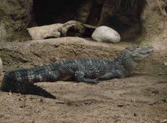 Photo d'un alligator de Chine par Julien PIERRE