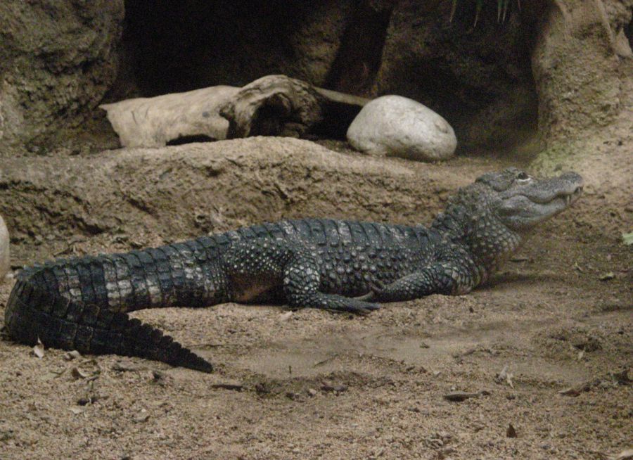 Photo d'un alligator de Chine par Julien PIERRE