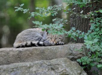 Photo d'un chat sauvage par Thomas PIERRE