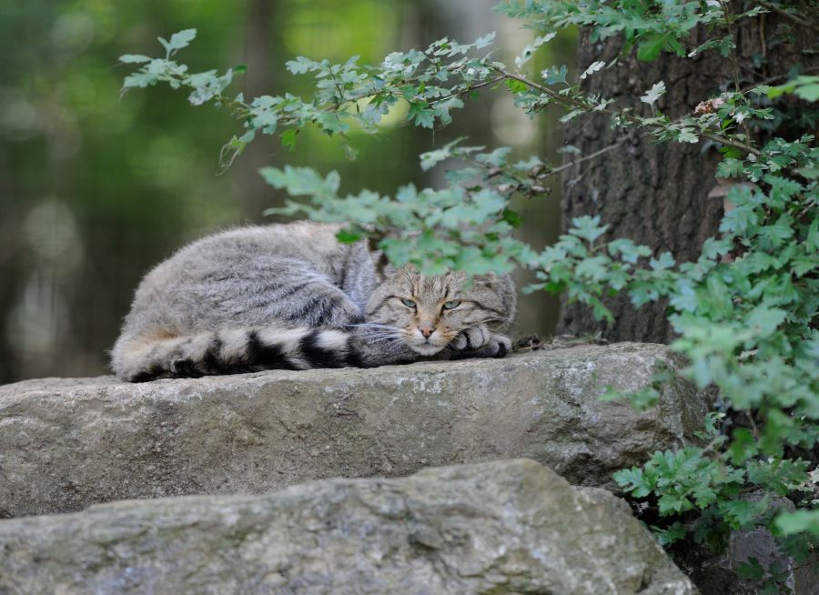 Photo d'un chat sauvage par Thomas PIERRE