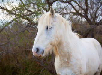 Photo d'un cheval Camargue par 2554813, Pixabay, CC0