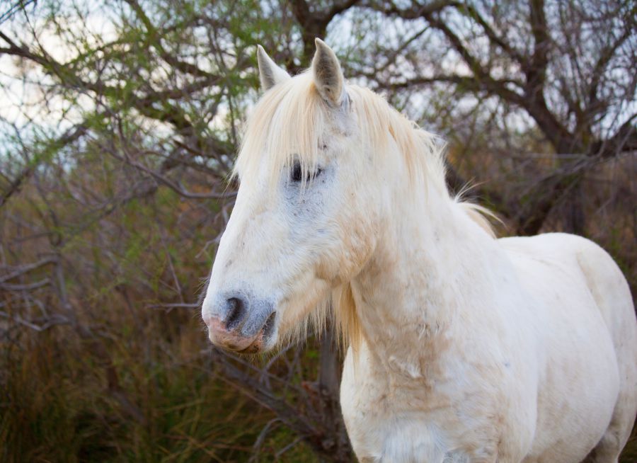 Photo d'un cheval Camargue par 2554813, Pixabay, CC0