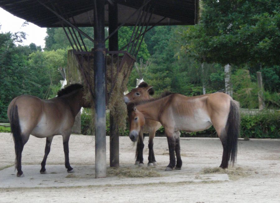 Photo de chevaux de Przewalski par Julien PIERRE