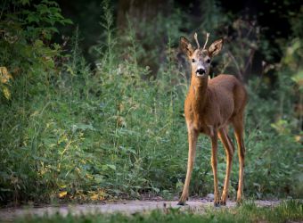 Photo d'un chevreuil par LubosHouska, Pixabay, CC0