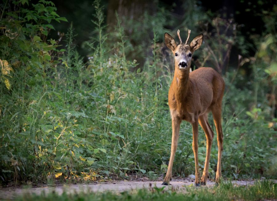 Photo d'un chevreuil par LubosHouska, Pixabay, CC0