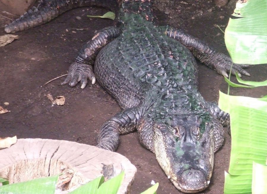 Photo d'un alligator du Mississippi par Julien PIERRE