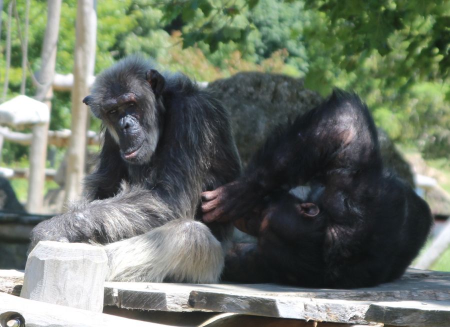 Deux chimpanzés jouent et s'épouillent - Anigaïdo